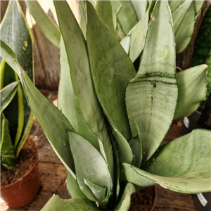 Sansevieria 'Moonsine'